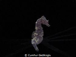 Hippocampus guttulatus
Are you still follow me? by Cumhur Gedikoglu 